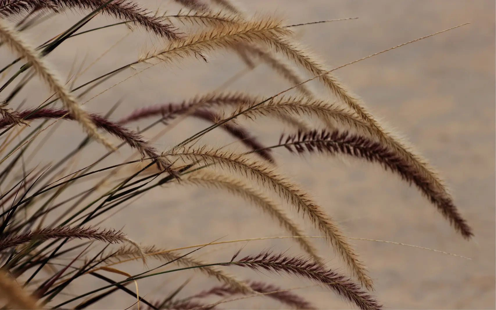 Moderne Küche mit hellen Unterschränken, natürlicher Holzarbeitsplatte, vertikaler Design-Rückwand in Beige, Edelstahlspüle, Induktionskochfeld und schwarzem Backofen. Stilvolle Küchenaccessoires sorgen für ein harmonisches, zeitgemäßes Küchendesign.